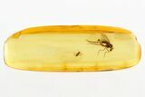 Detailed Fossil Fly and Parasitic Wasp in Baltic Amber #273358-1